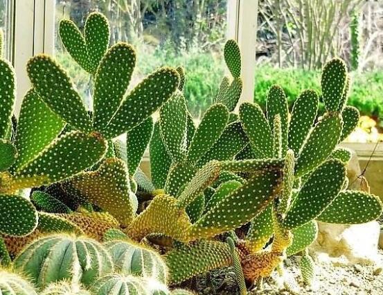 仙人掌多久開花一次，養(yǎng)殖3-5年才可開花