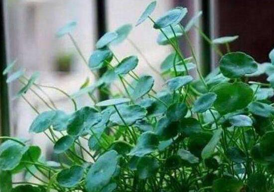 土培銅錢草怎么養(yǎng)，掌握八點因素就可以爆盆了（適合新手）