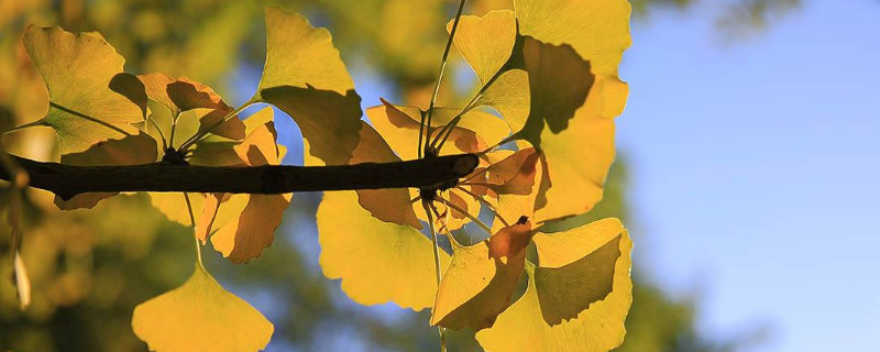 銀杏樹(shù)的寄語(yǔ)