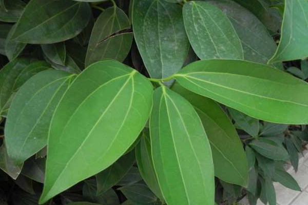 平安樹葉子下垂怎么辦，做好排水工作處理爛根