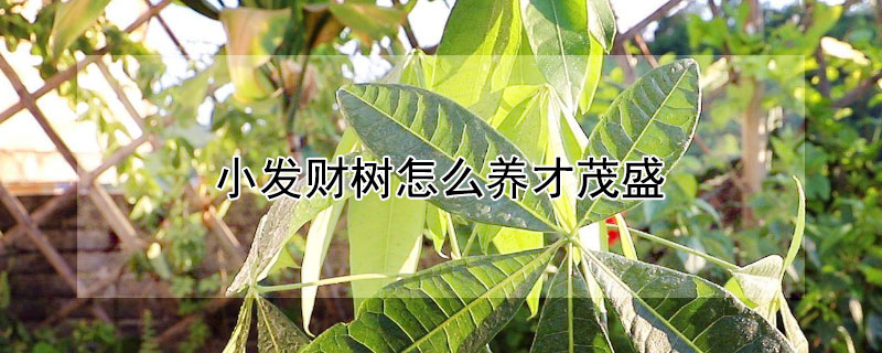 小發(fā)財樹怎么養(yǎng)才茂盛