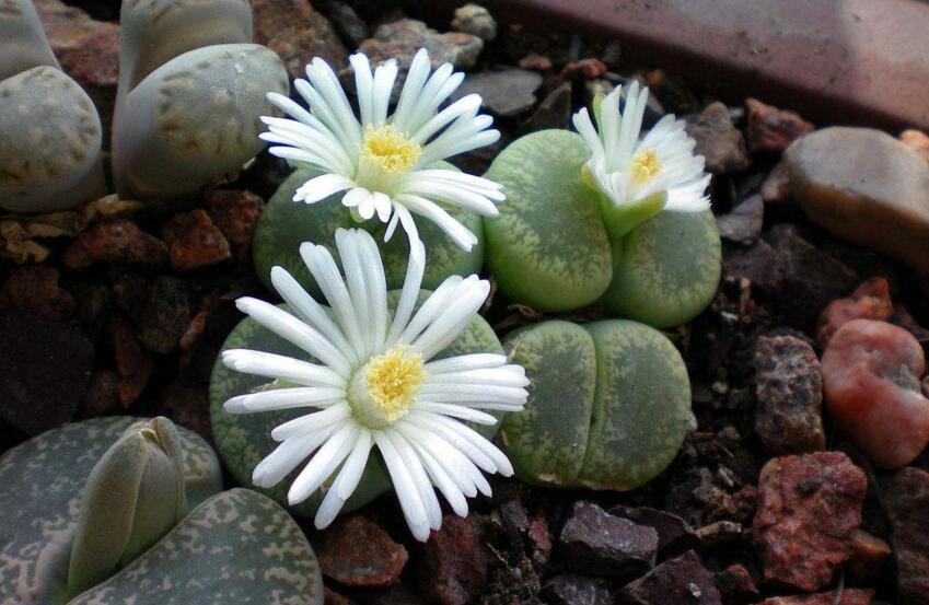 生石花用什么土最好，適宜的土壤配制