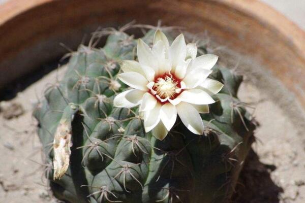 仙人球放在臥室好嗎，仙人球放臥室的5大好處