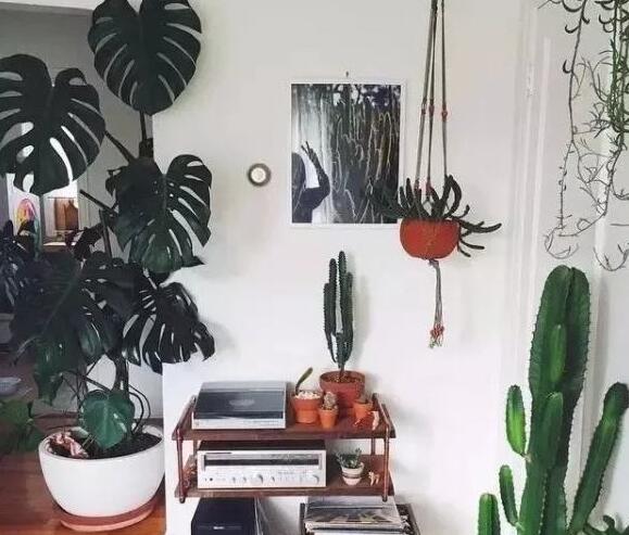 龜背竹放客廳風(fēng)水好嗎，對(duì)事業(yè)有助/對(duì)愛情有削弱的作用