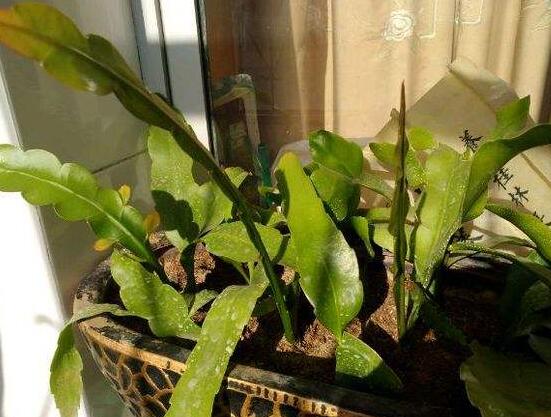 曇花葉插注意事項，只需要注意這五點即可