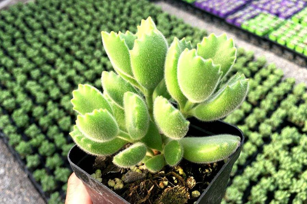 多肉植物熊童子掉葉子，找出問題的原因及時(shí)處理