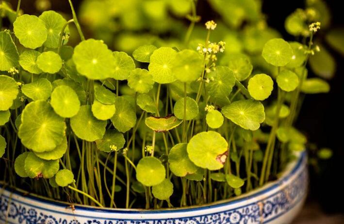 銅錢草怎么吃，這樣做不光好吃還能治病