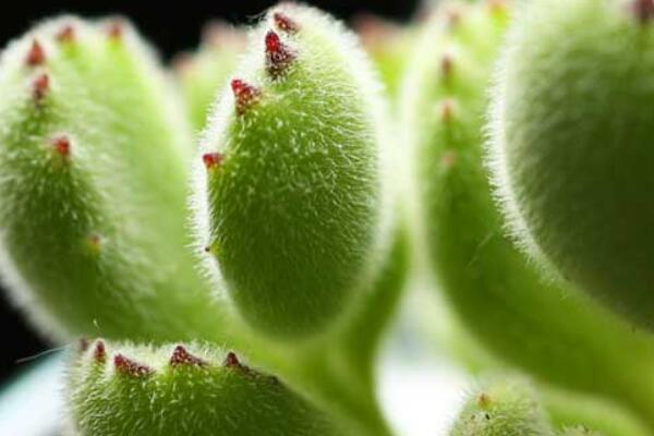 熊童子老樁怎么養(yǎng)