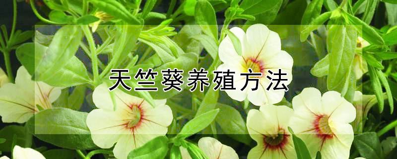 天竺葵養(yǎng)殖方法