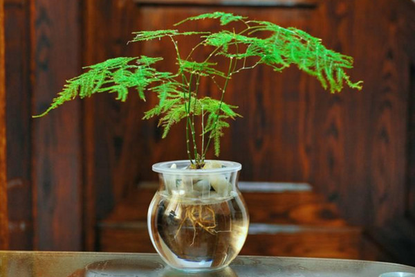 文竹泡水里能長根嗎，能長根但需要營養(yǎng)液等輔助