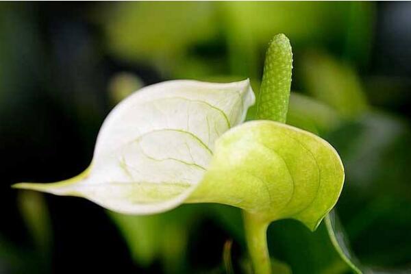 一帆風(fēng)順有什么好處，觀賞、凈化以及藥用價值