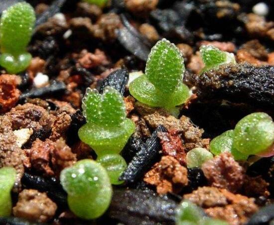 碧光環(huán)秋天怎么養(yǎng)，教你五點重要方法生長碧綠