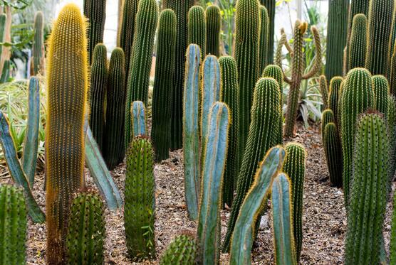 仙人掌沒根能活嗎，能活/傷口消毒晾干、重新移植上盆