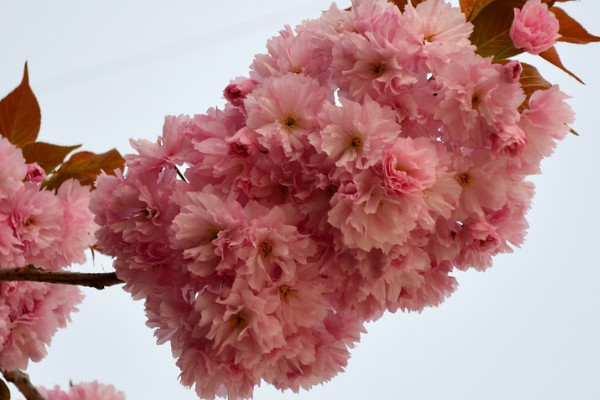 櫻花夏天開(kāi)嗎