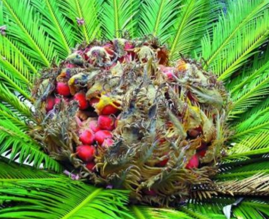 鐵樹(shù)果的功效與作用，化濕降濁、健脾和胃、去痰止咳