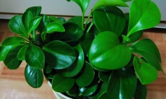 小碧玉怎么養(yǎng)，教你七種簡單易學(xué)基本方法