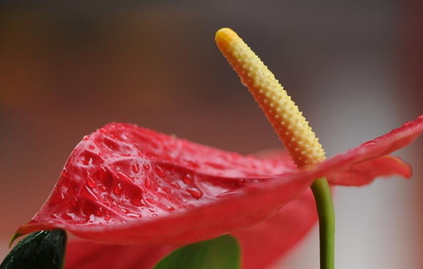 紅掌扦插圖解，極高成活率的方法