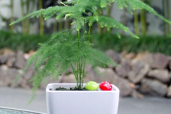 文竹為什么要用茶水澆，有利于它的生長但要注意用法