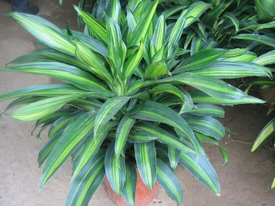 粉黛萬年青好養(yǎng)嗎，粉黛萬年青的養(yǎng)殖方法和注意事項