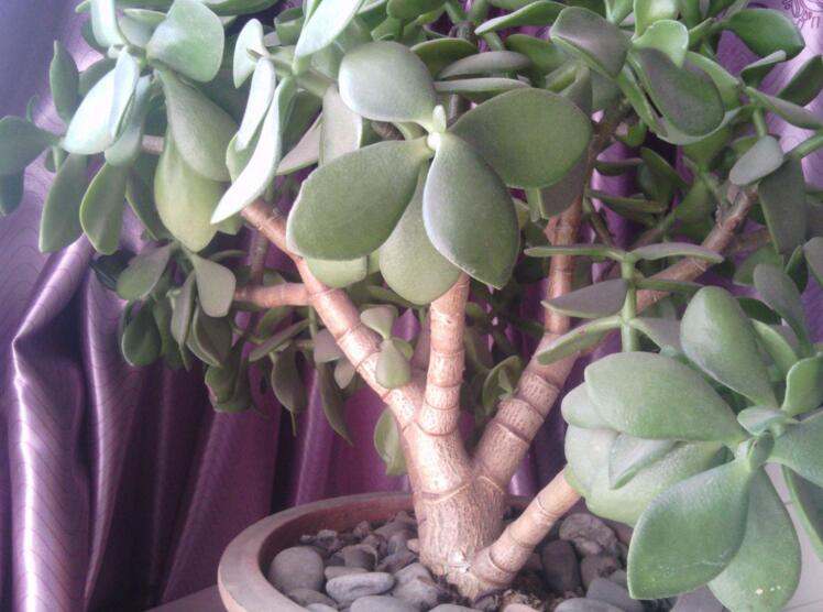 玉樹葉子有沒有毒，葉子沒毒汁液是有毒的