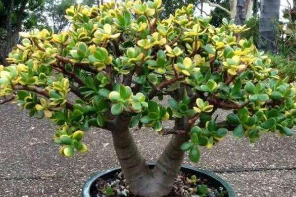 玉樹葉子發(fā)黃怎么補救