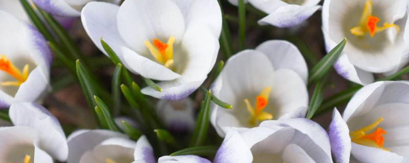 風(fēng)鈴花的寓意是什么