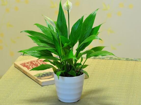 一帆風(fēng)順葉子下垂，四種原因以及解決辦法