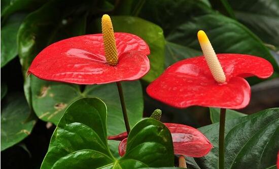 紅掌怎么養(yǎng)才能開花，只需要做好六點(diǎn)花開茂盛