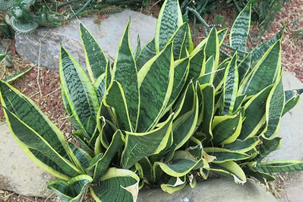 虎皮蘭葉片缺水的信號(hào)