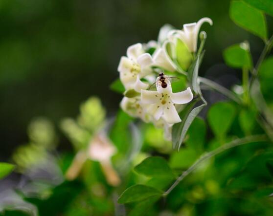 九里香的花語(yǔ)，代表著愛(ài)情的俘虜(美好與神圣)