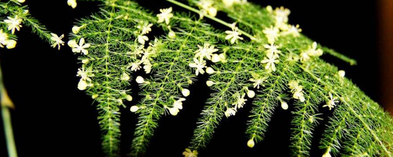 云松開(kāi)花是什么預(yù)兆