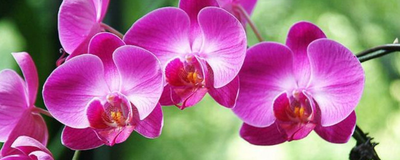 北方養(yǎng)蝴蝶蘭的絕招