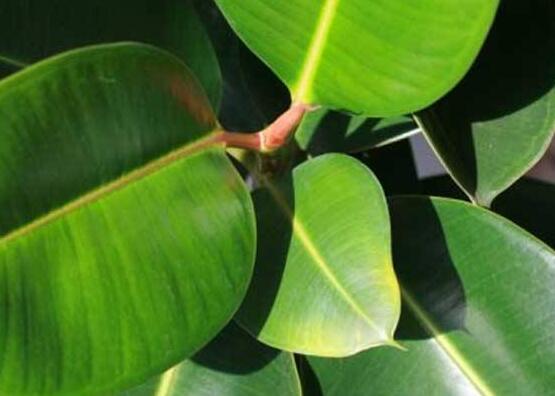 橡皮樹的葉插方法，擇基部下小嫩芽葉片/春秋季節(jié)扦插最佳