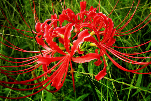 彼岸花葉子發(fā)白怎么回事