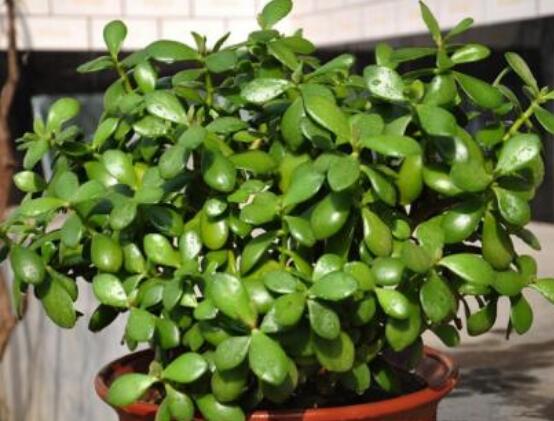 家里養(yǎng)玉樹有什么寓意，家庭和諧、事業(yè)順暢，學業(yè)有成