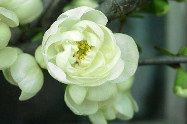 銀長壽海棠怎么養(yǎng)護(hù)