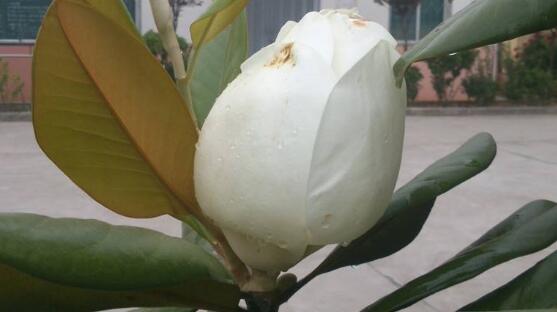 橡皮樹(shù)開(kāi)花嗎，橡皮樹(shù)多久開(kāi)花(一年兩次）