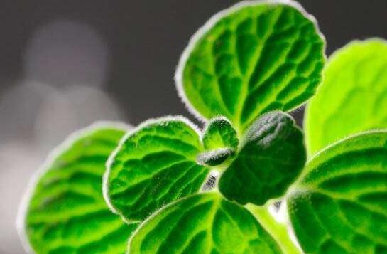 碰碰香能在臥室放嗎，不光可以放/還能制作飲品