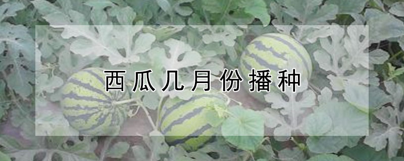 西瓜幾月份播種