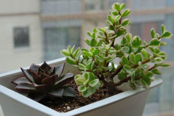 雅樂之舞怎么養(yǎng)成老樁，必須抓好以下要點