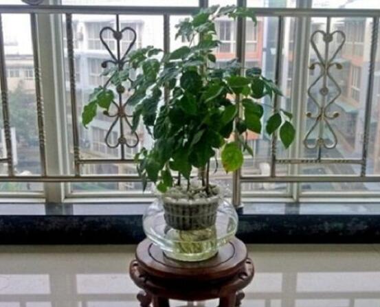 幸福樹水生根技巧，做好四點步驟即可水培爆盆