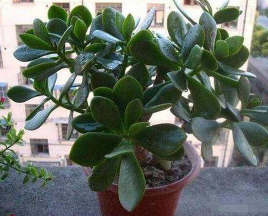 玉樹怎么澆水效果最好，不干不澆、澆則澆透