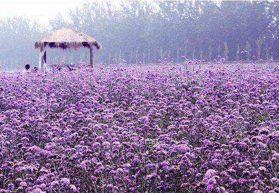 薰衣草精油的功效與用法，美容養(yǎng)顏、舒緩心情