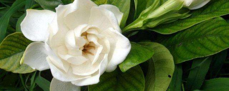 梔子花長(zhǎng)蟲(chóng)卵了怎么殺蟲(chóng)