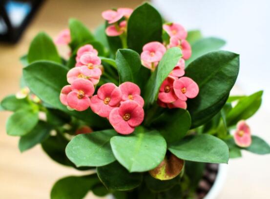 虎刺梅擺放風(fēng)水，陽臺與庭院風(fēng)水寓意最好(避兇化煞)