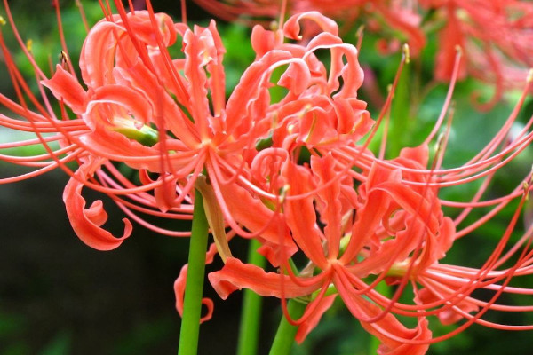 彼岸花能在樓頂養(yǎng)嗎