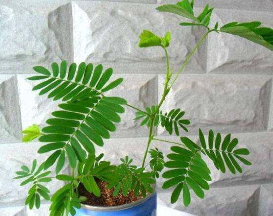 含羞草怎么養(yǎng)長(zhǎng)得快，注意這五個(gè)要點(diǎn)生長(zhǎng)青翠欲滴