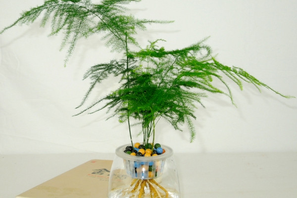 文竹泡水里能長根嗎，能長根但需要營養(yǎng)液等輔助