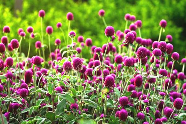 千日紅花語(yǔ)和寓意