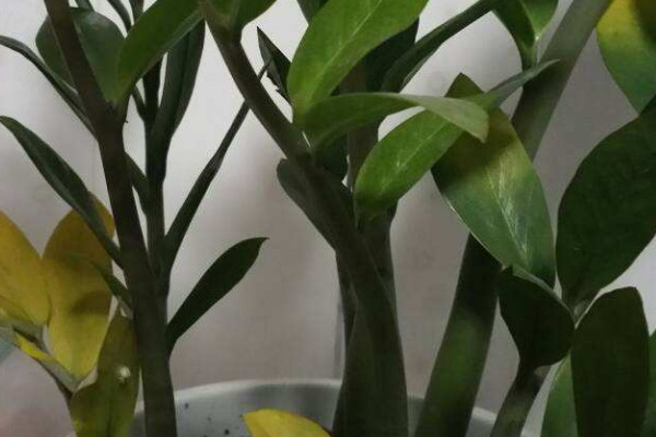 金錢(qián)樹(shù)球根可以水培嗎